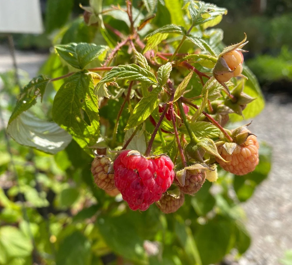 5 Heritage Red Raspberry Starter Plug - Rubus idaeus Live Plant Everbearing - Image 7