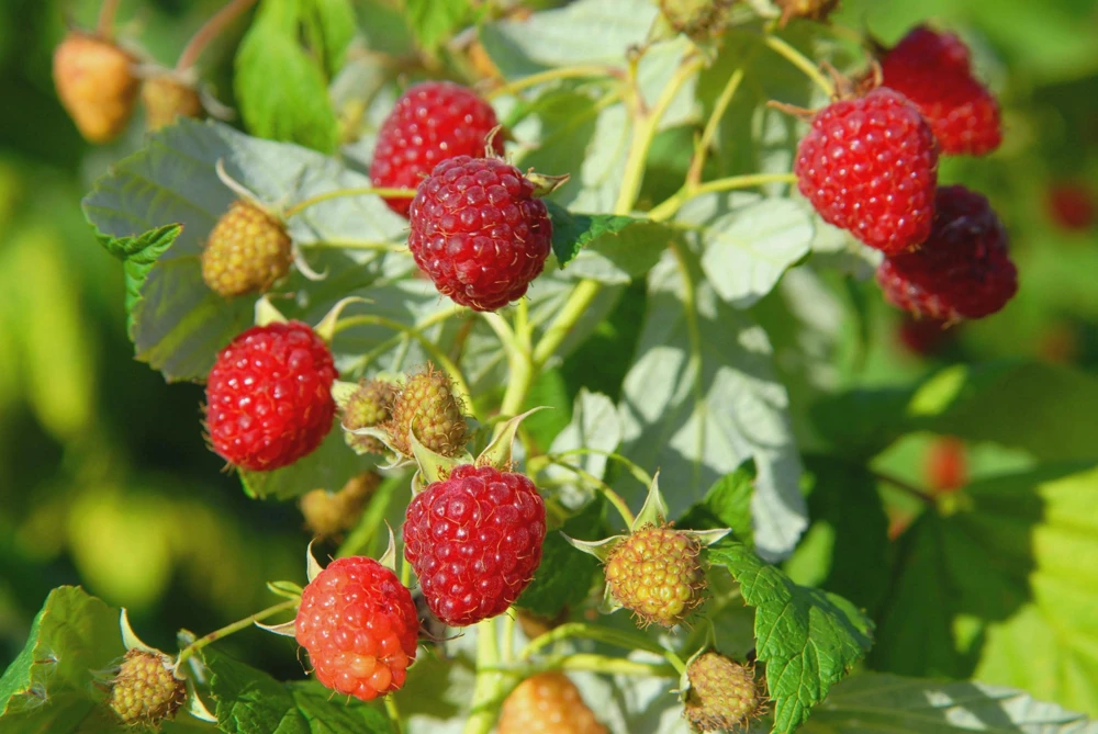 5 Heritage Red Raspberry Starter Plug - Rubus idaeus Live Plant Everbearing - Image 1