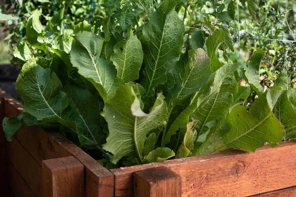 5 Horseradish Plant Bare Roots - Armoracia rusticana - Hardy Perennial - Image 2