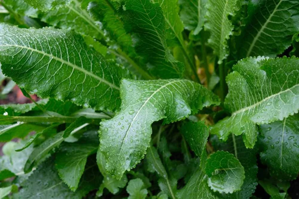 5 Horseradish Plant Bare Roots - Armoracia rusticana - Hardy Perennial - Image 3