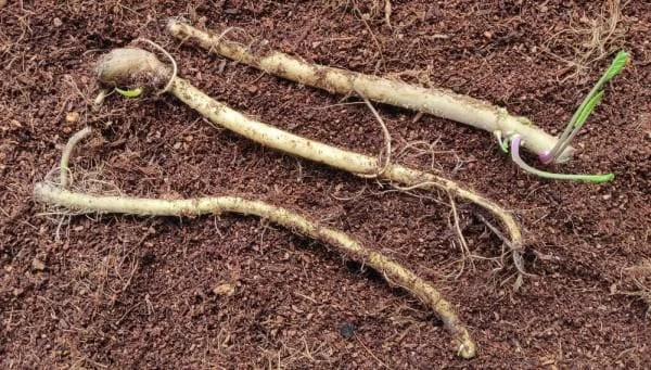 5 Horseradish Plant Bare Roots - Armoracia rusticana - Hardy Perennial - Image 4