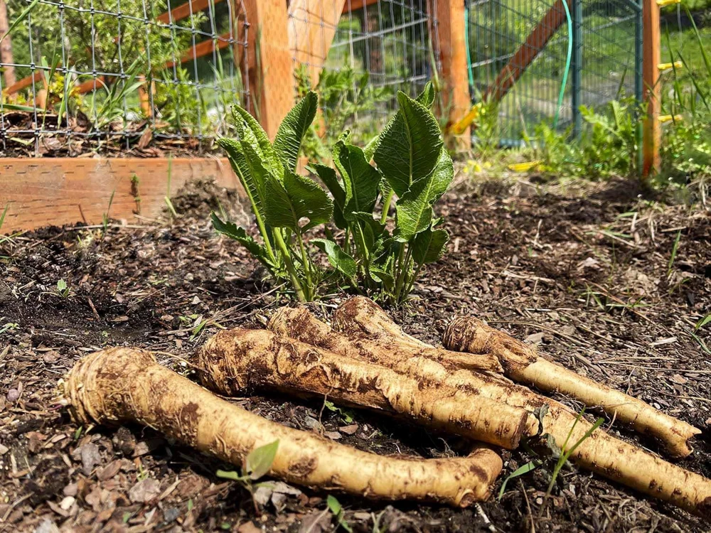 5 Horseradish Plant Bare Roots - Armoracia rusticana - Hardy Perennial - Image 5