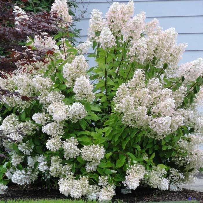 5 Hydrangea PeeGee 'Grandiflora' Bare Root Starter Plants, 6-12 inches Tall, Outdoor Shrub - Image 3