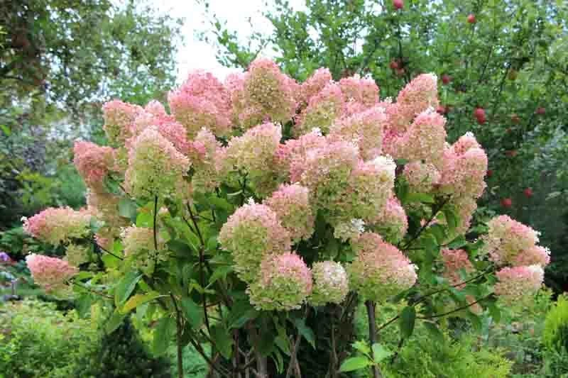5 Hydrangea PeeGee 'Grandiflora' Bare Root Starter Plants, 6-12 inches Tall, Outdoor Shrub - Image 4