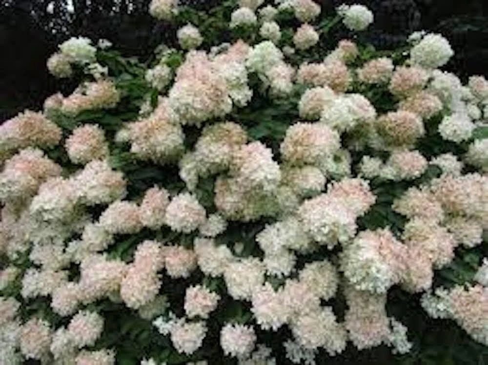 5 Hydrangea PeeGee 'Grandiflora' Bare Root Starter Plants, 6-12 inches Tall, Outdoor Shrub - Image 6