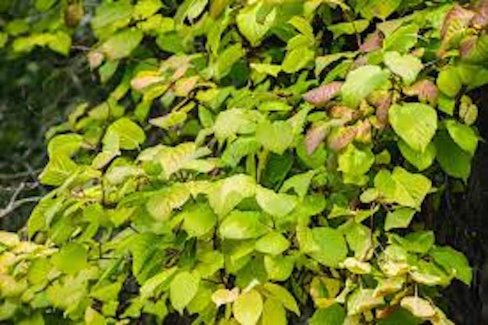 5 Issai Hardy Kiwi Live Plant – Self-Pollinating Fruit Vine – USDA Zones 3-8 - Image 1