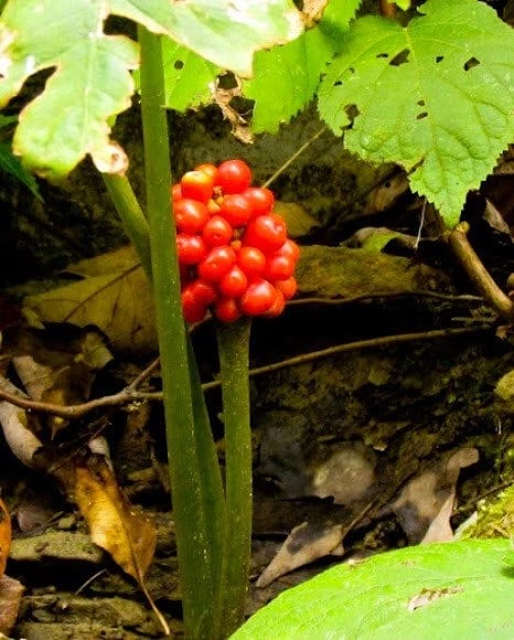 5 Jack In The Pulpit Plants - Arisaema Triphyllum Native Wildflower Bare Root - Image 10