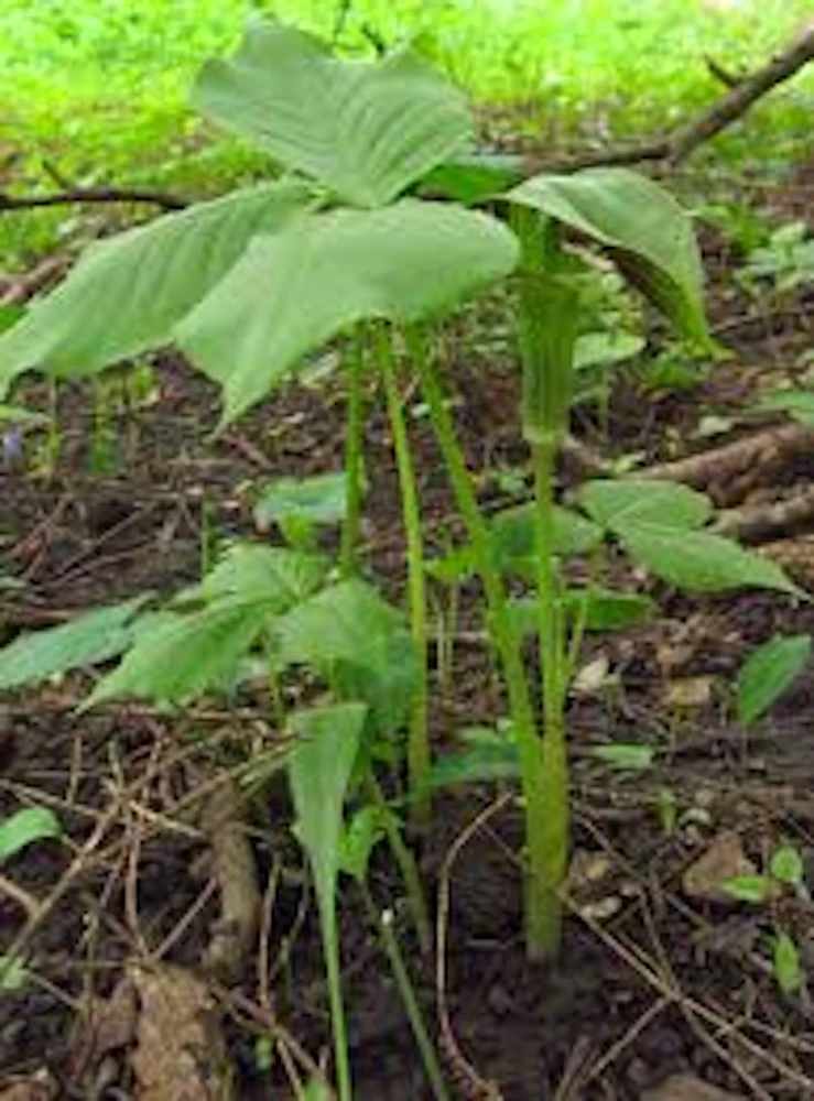 5 Jack In The Pulpit Plants - Arisaema Triphyllum Native Wildflower Bare Root - Image 2