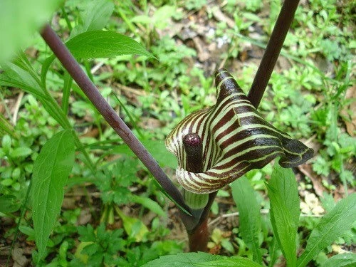 5 Jack In The Pulpit Plants - Arisaema Triphyllum Native Wildflower Bare Root - Image 7