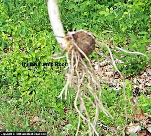 5 Jack In The Pulpit Plants - Arisaema Triphyllum Native Wildflower Bare Root - Image 9