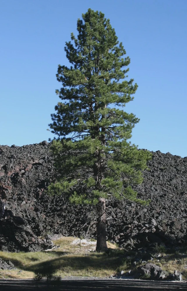 5 Jeffrey Pine 6-12" Tall Pinus jeffreyi Bare Root Tree Starter Plant Outdoor - Image 5