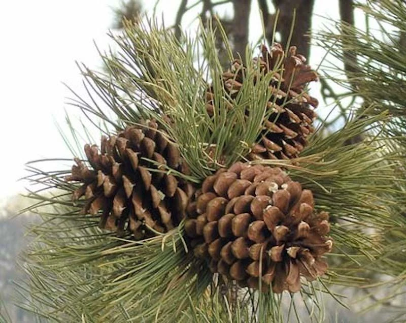 5 Jeffrey Pine 6-12" Tall Pinus jeffreyi Bare Root Tree Starter Plant Outdoor - Image 7