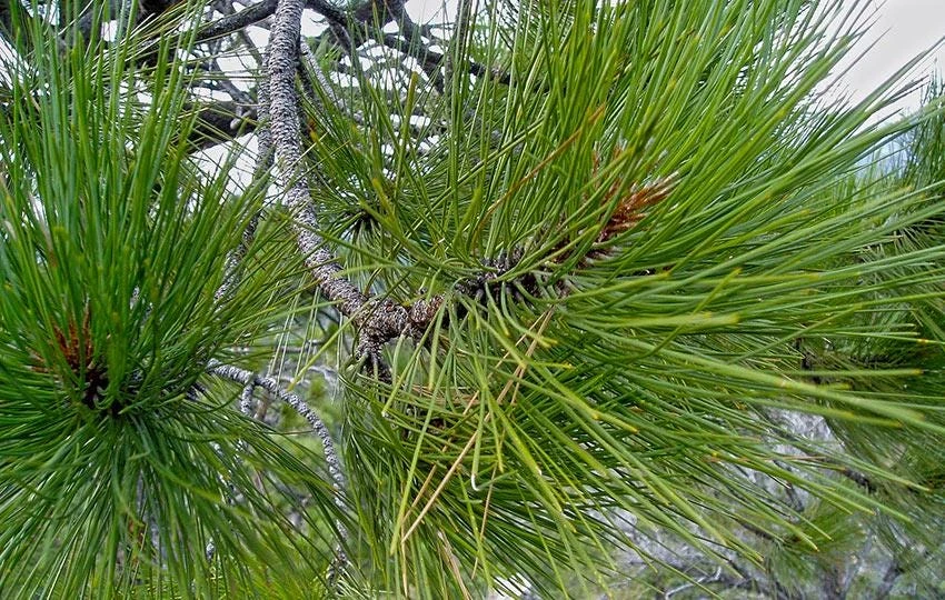 5 Jeffrey Pine 6-12" Tall Pinus jeffreyi Bare Root Tree Starter Plant Outdoor - Image 8