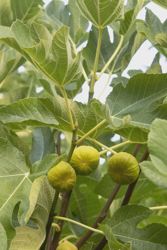 5 Kadota Fig Tree Starter Plugs - Ficus carica 'Kadota' Live Plant - Image 1