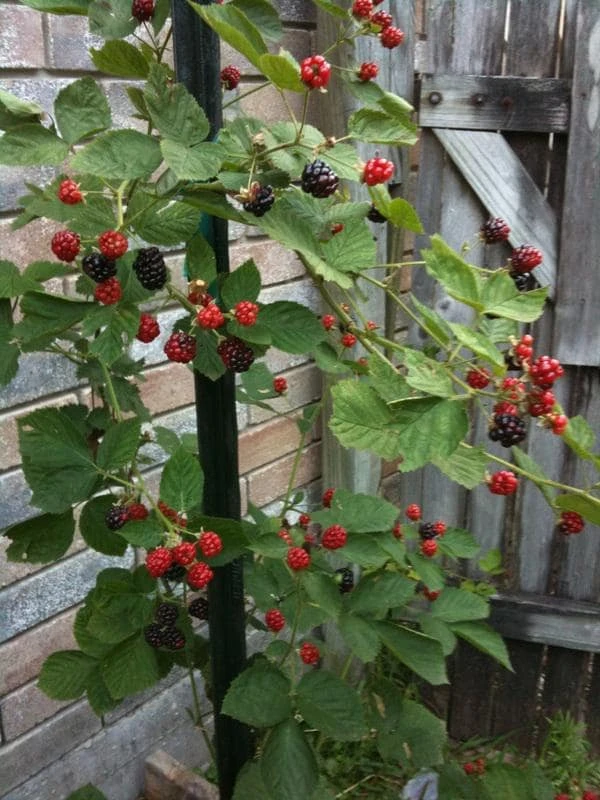 5 Kiowa Blackberry Starter Plug - Live Plant - Large, Sweet Berries - Image 4