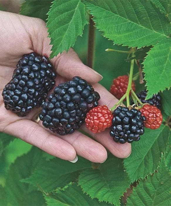 5 Kiowa Blackberry Starter Plug - Live Plant - Large, Sweet Berries - Image 5
