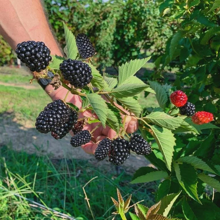 5 Kiowa Blackberry Starter Plug - Live Plant - Large, Sweet Berries - Image 6