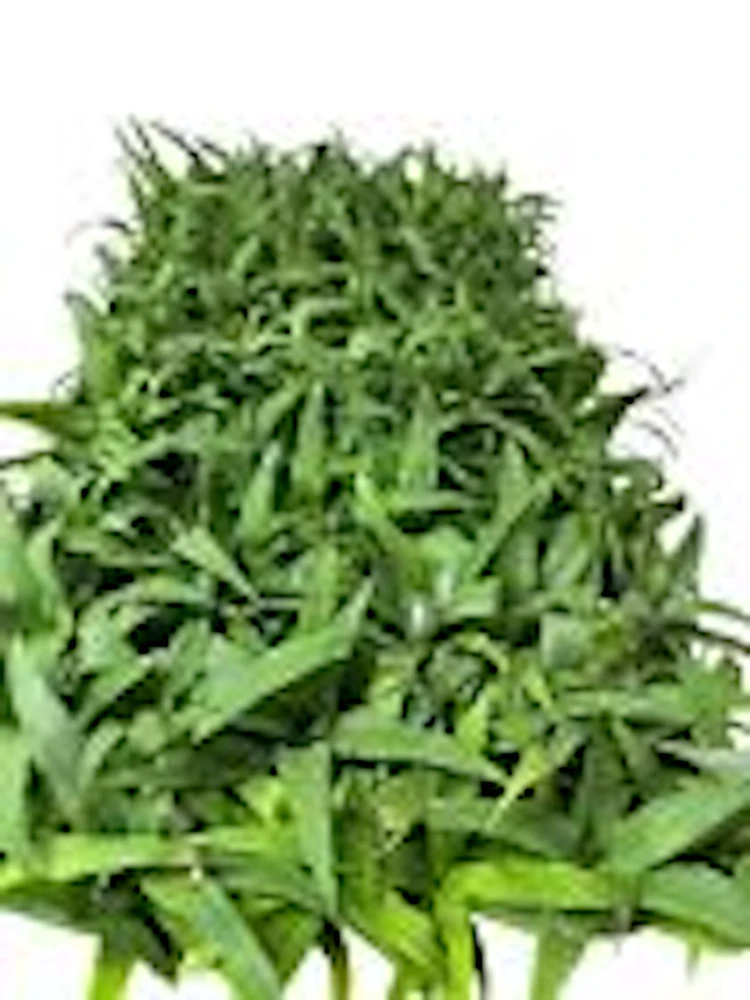5 Kona Sugarloaf Pineapple Live Plants - Edible Fruit Bush Starter, Ananas comosus - Image 2