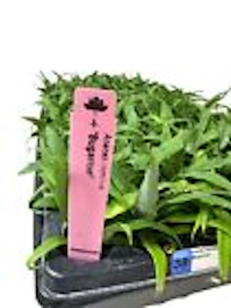 5 Kona Sugarloaf Pineapple Live Plants - Edible Fruit Bush Starter, Ananas comosus - Image 3