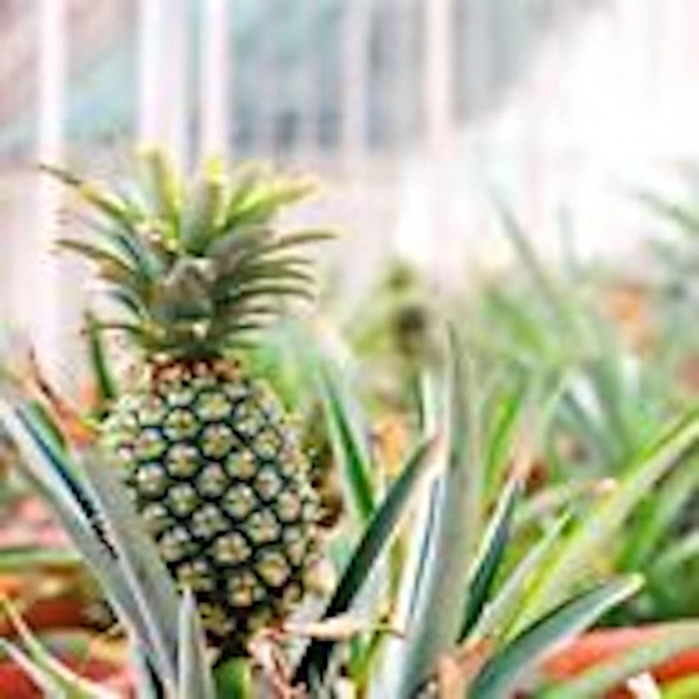 5 Kona Sugarloaf Pineapple Live Plants - Edible Fruit Bush Starter, Ananas comosus - Image 4