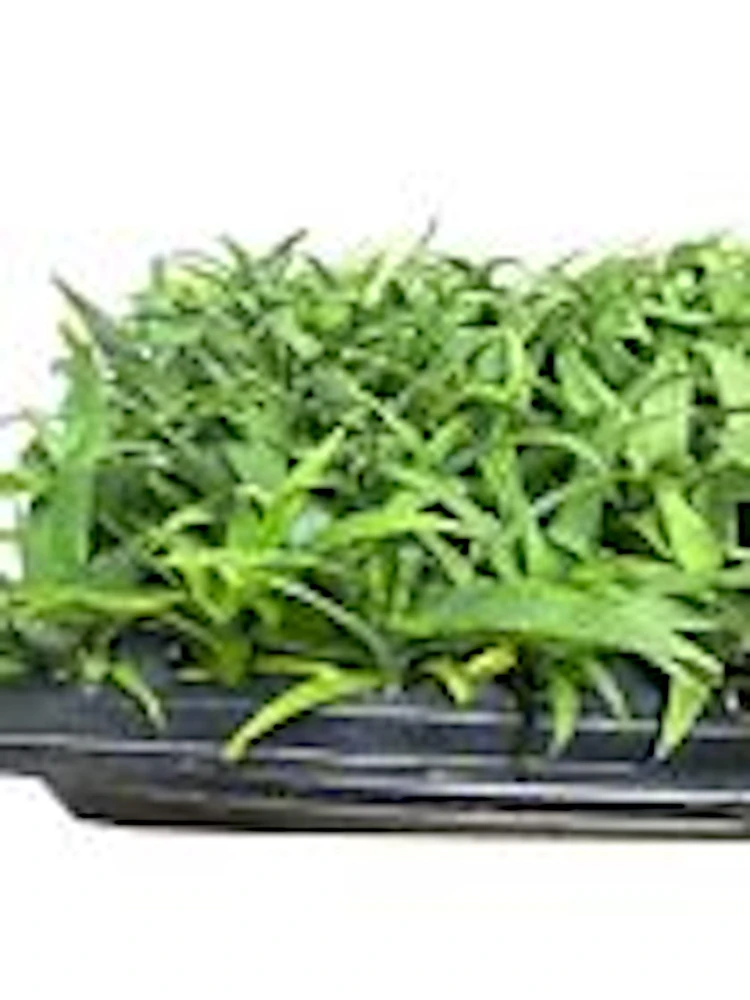 5 Kona Sugarloaf Pineapple Live Plants - Edible Fruit Bush Starter, Ananas comosus - Image 5