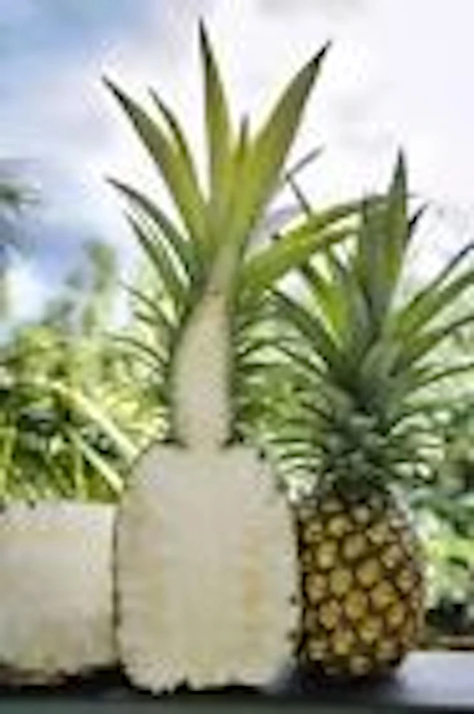5 Kona Sugarloaf Pineapple Live Plants - Edible Fruit Bush Starter, Ananas comosus - Image 6