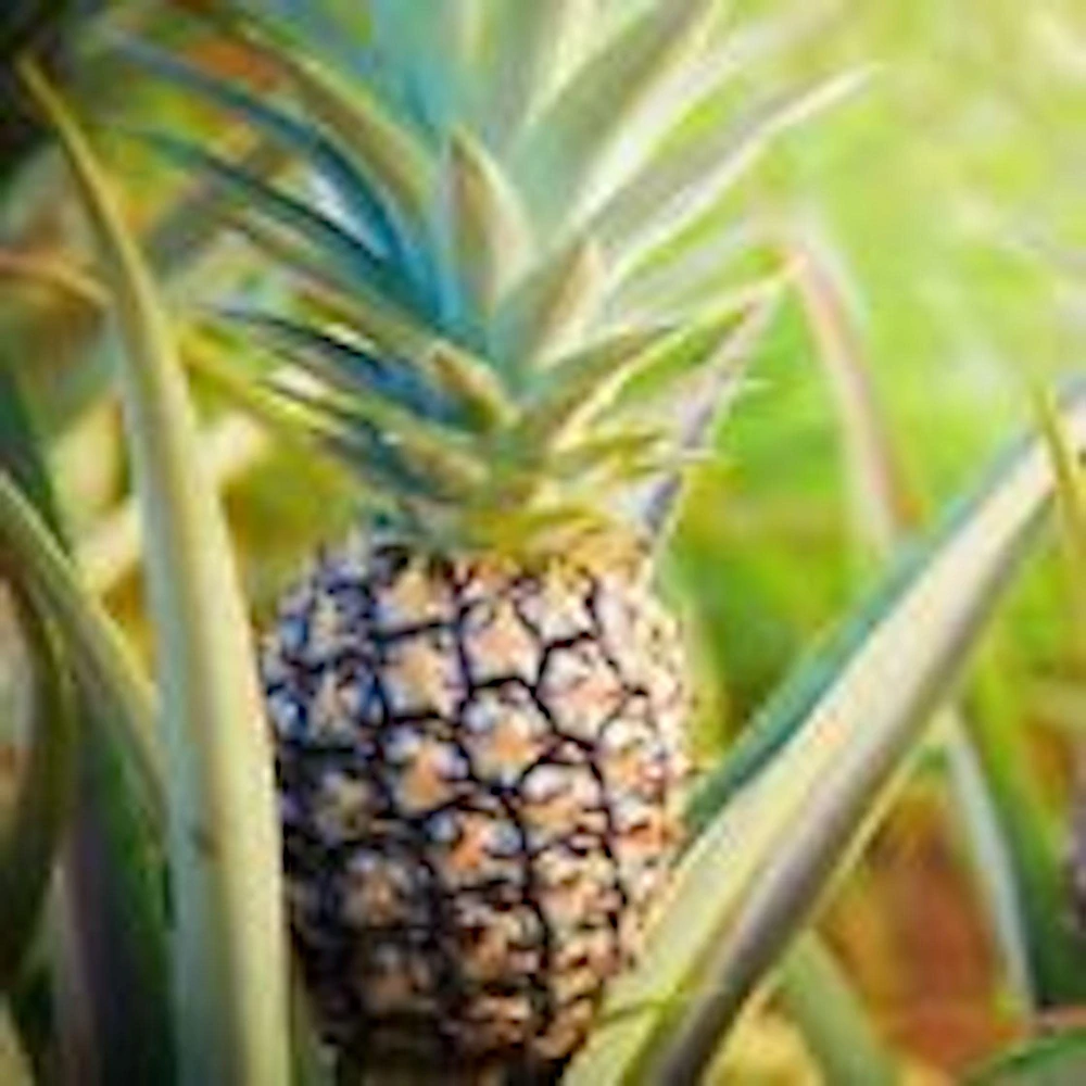 5 Kona Sugarloaf Pineapple Live Plants - Edible Fruit Bush Starter, Ananas comosus - Image 1