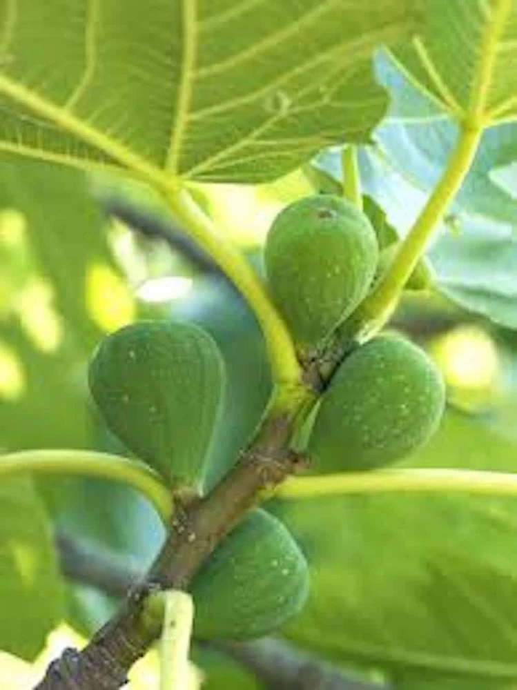 5 Lattarula Fig Starter Plugs - Italian Honey Fig Live Plant - Cold Hardy - Image 1