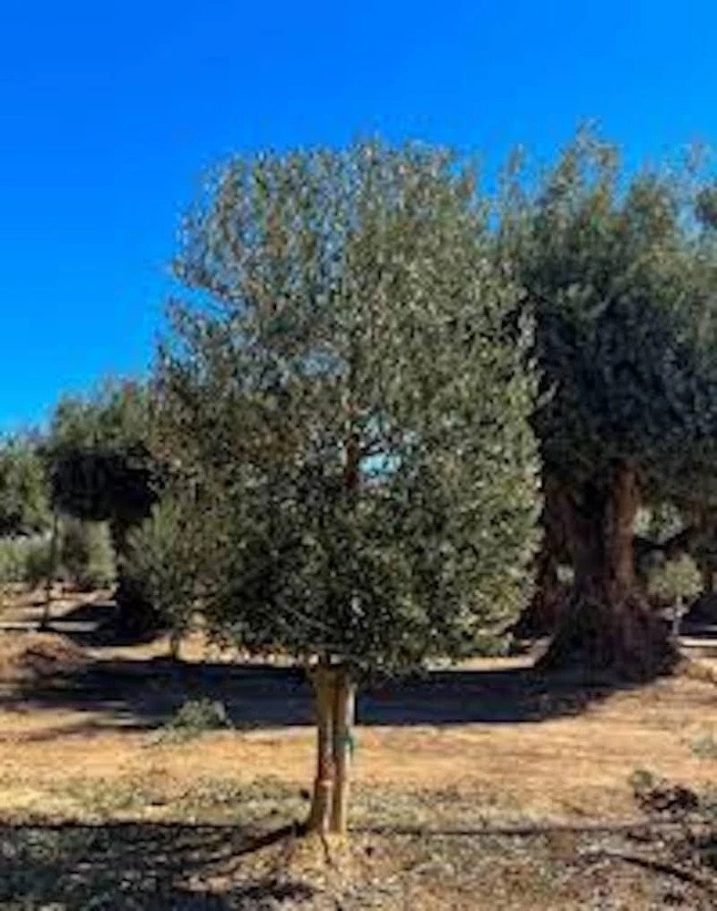 5 Leccino Olive Tree Starter Plugs - Olea europaea 'Leccino' Live Plants - Image 3