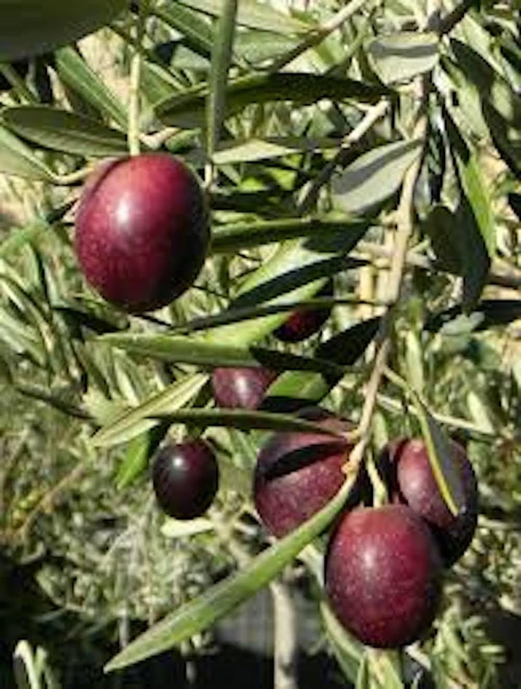 5 Leccino Olive Tree Starter Plugs - Olea europaea 'Leccino' Live Plants - Image 6