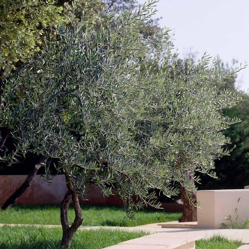 5 Leccino Olive Tree Starter Plugs - Olea europaea 'Leccino' Live Plants - Image 8