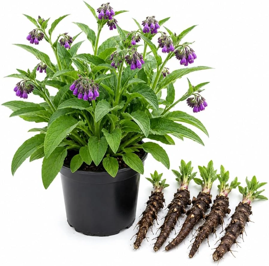 5 Live Comfrey Root Cuttings - 3-5 Inch Rhizomes for Outdoor Planting - Image 1