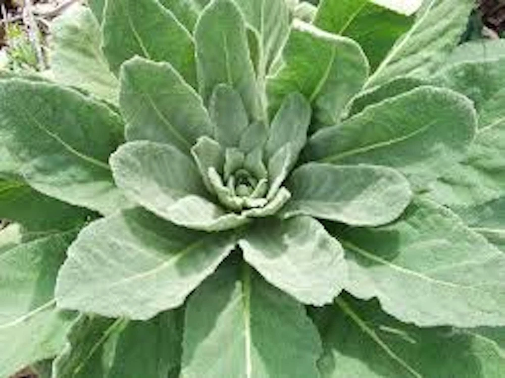 5 Mullein Plant Verbascum Thapsus Bare Root - Organic Native Wildflower - Image 1