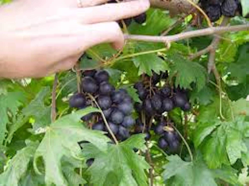 5 Muscadine Grape Live Plant Starters - Alachua Favorite Vine - Image 1