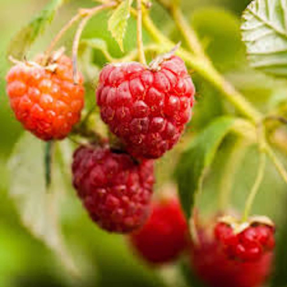 5 Nantahala Red Raspberry Live Plant Starters - Edible Fruit Perennial - Image 1