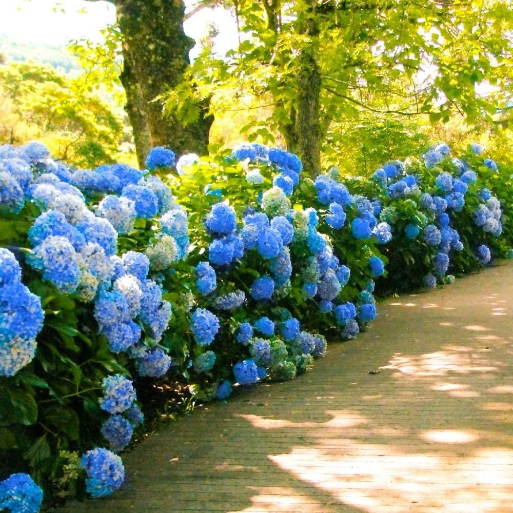 5 Nikko Blue Hydrangea Bush Live Plant โ 1 Year Old Quart Pot โ Outdoor Shrub - Image 2