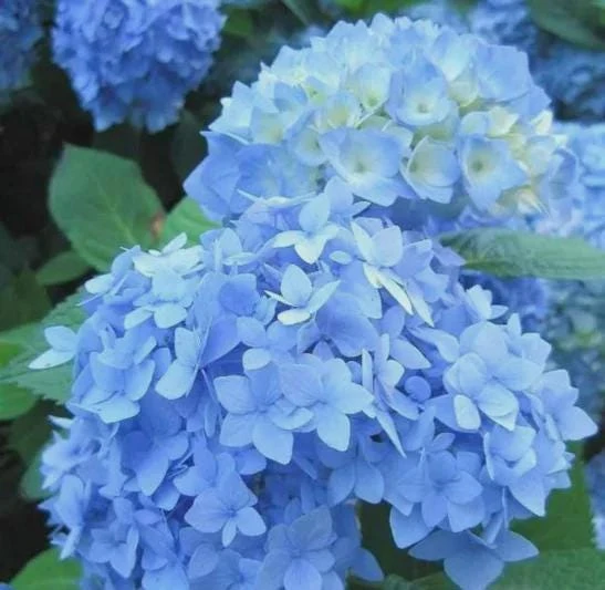 5 Nikko Blue Hydrangea Bush Live Plant โ 1 Year Old Quart Pot โ Outdoor Shrub - Image 3