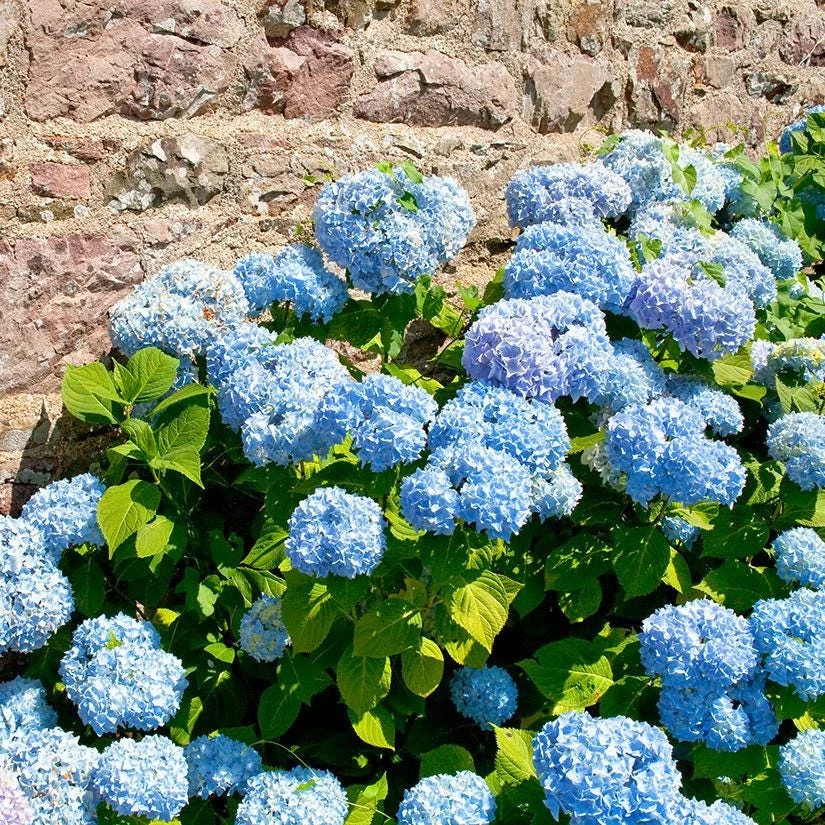 5 Nikko Blue Hydrangea Bush Live Plant โ 1 Year Old Quart Pot โ Outdoor Shrub - Image 4