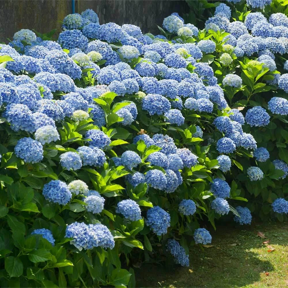 5 Nikko Blue Hydrangea Bush Live Plant – 1 Year Old Quart Pot – Outdoor Shrub - Image 1