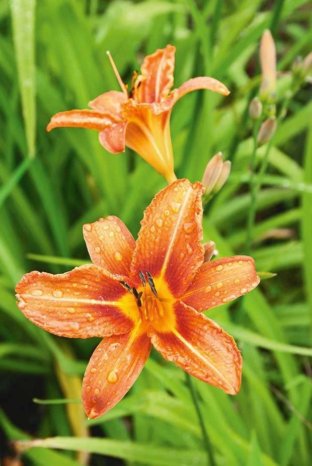5 Orange Daylily Plants Bare Root Perennial Outdoor - Image 1