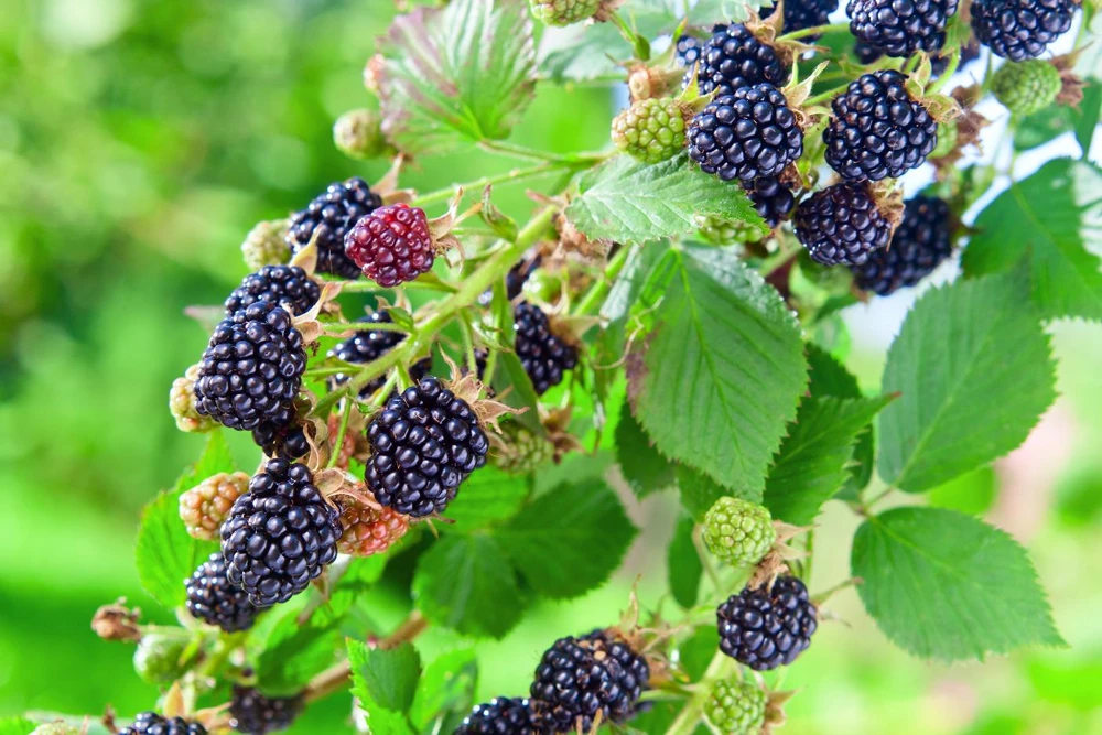 5 Osage Blackberry Starter Plug - Thornless Fruit Plant - Image 2