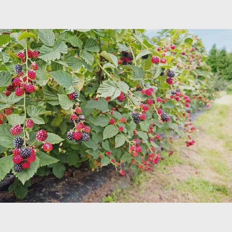5 Osage Blackberry Starter Plug - Thornless Fruit Plant - Image 3