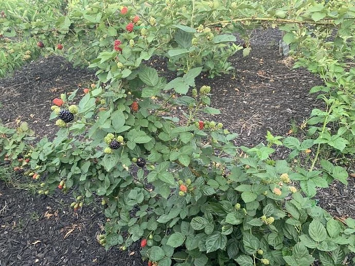 5 Osage Blackberry Starter Plug - Thornless Fruit Plant - Image 4