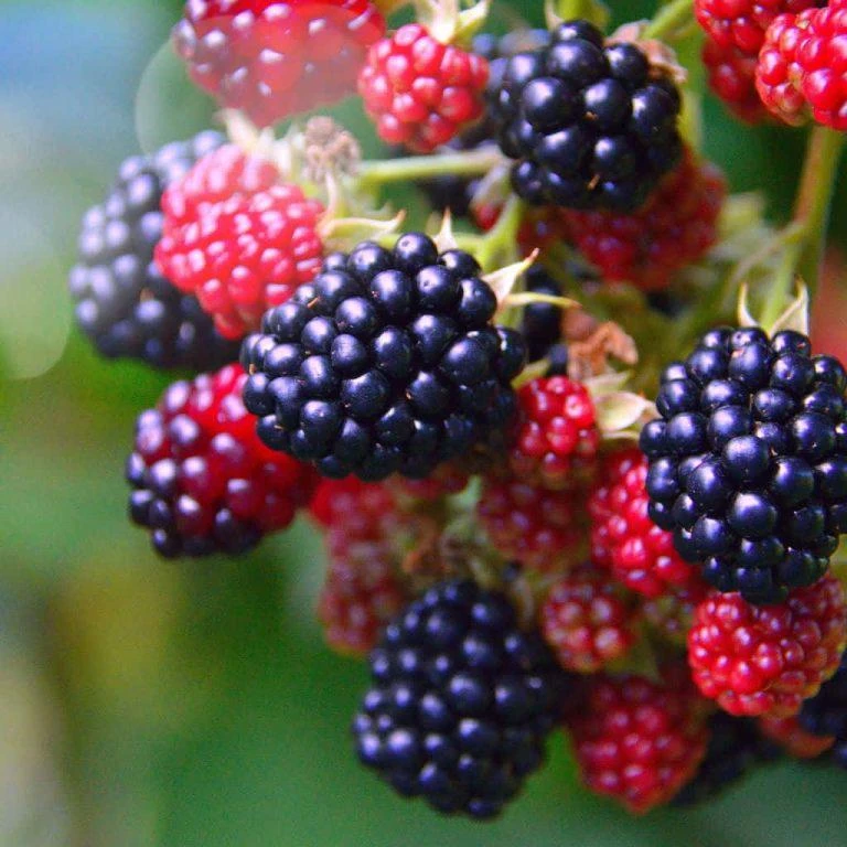 5 Osage Blackberry Starter Plug - Thornless Fruit Plant - Image 5