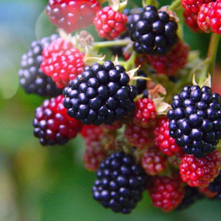 5 Osage Blackberry Starter Plug - Thornless Fruit Plant - Image 1
