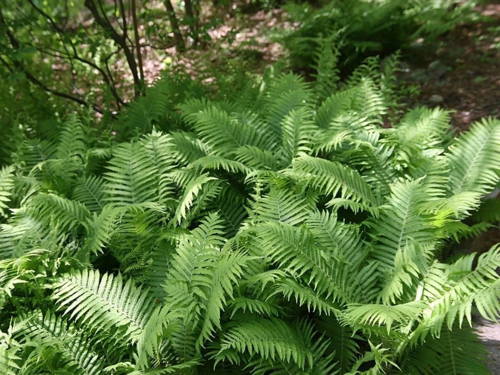 5 Ostrich Fern Bare Root Fiddlehead Perennial Wildflower Plants - Image 1