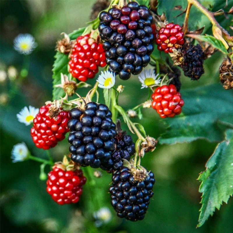 5 Ponca Thornless Blackberry Starter Plugs – Live Plant – Rubus fruticosus - Image 1