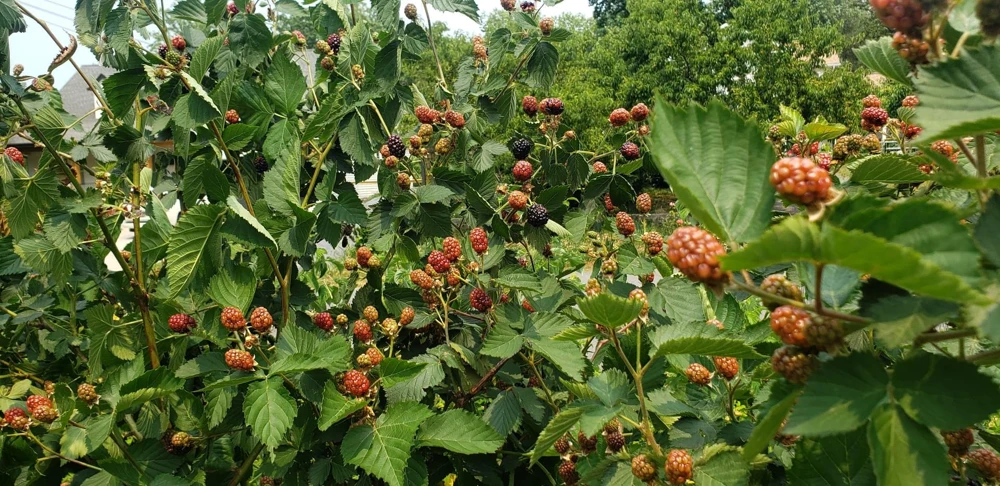 5 Ponca Thornless Blackberry Starter Plugs โ Live Plant โ Rubus fruticosus - Image 7