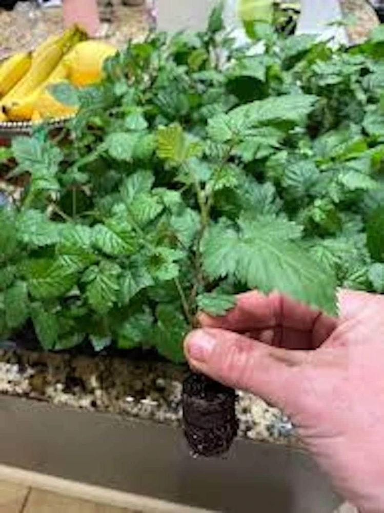 5 Ponca Thornless Blackberry Starter Plugs โ Live Plant โ Rubus fruticosus - Image 8