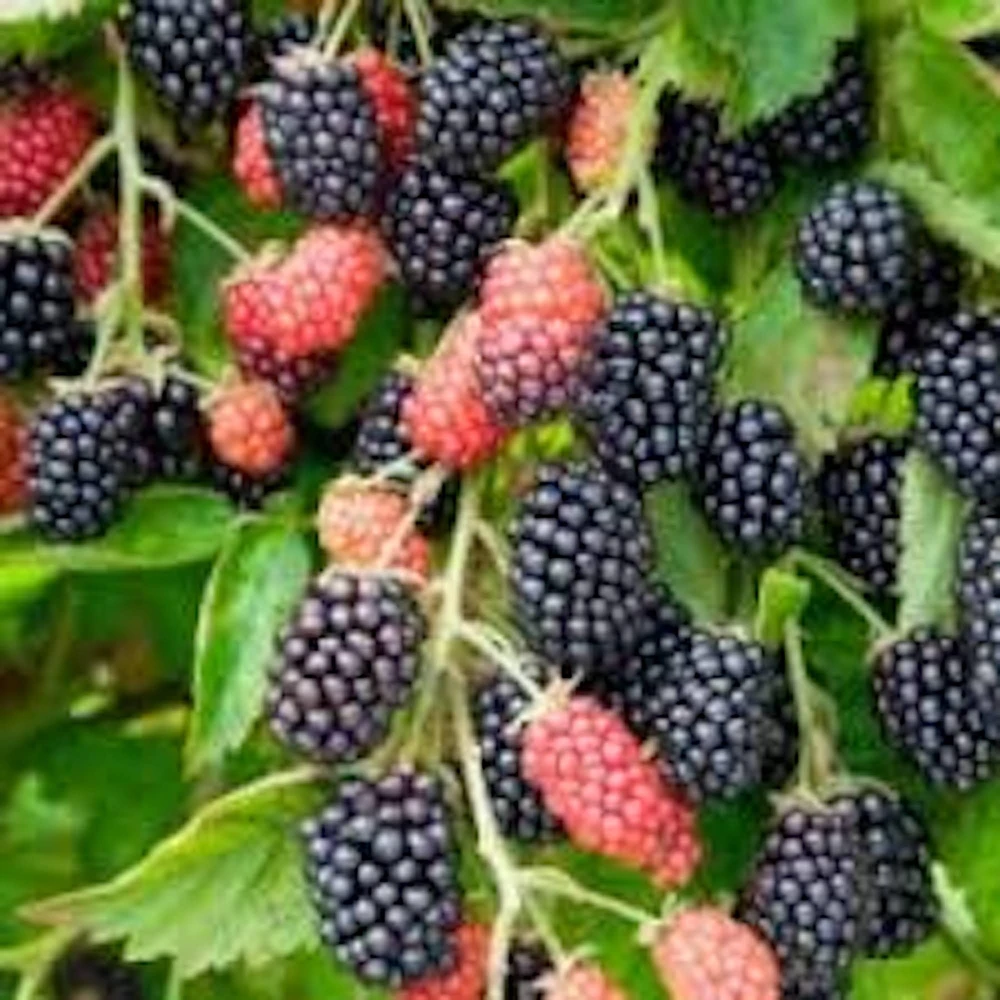 5 Prime Ark 45 Blackberry Plant - Primocane Bare Root Fruit Bush - Image 1